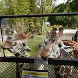 サユリ・ワールド