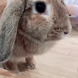 小動物カフェ ROCK STAR