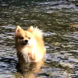 わたらせ橋