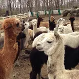 アルパカ牧場