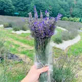 香山ラベンダーの丘