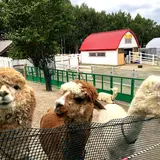 アルパカ牧場