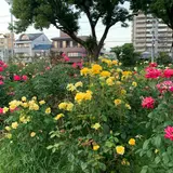 ばら公園