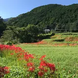 彼岸花の里