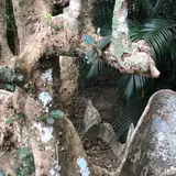 古見のサキシマスオウノキ群落