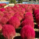 大分農業文化公園