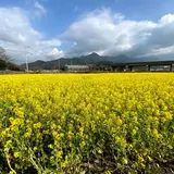 見奈良菜の花まつり・見奈良コスモスまつり