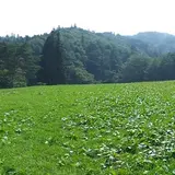 デンデラ野