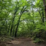 軽井沢野鳥の森