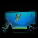 タートル・トーク (Turtle Talk)