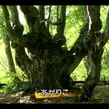 あがりこの森