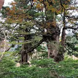 夫婦杉