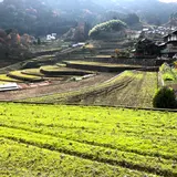 井仁の棚田