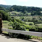 越前海岸の梨子ヶ平の水仙の段々畑