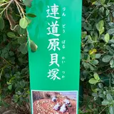 連道原貝塚