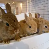 うさぎCafe おひさま