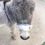 池田動物園