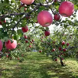 赤来高原観光りんご園