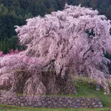 又兵衛桜