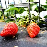 水間いちご園