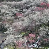 高尾梅郷