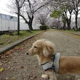 はるかペットクリニック