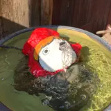 松右衛門帆