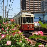 都電沿線のバラ