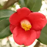 城山公園