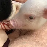 小動物園 HARRY PIGGY