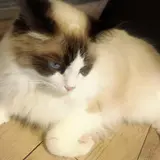 猫カフェモカラウンジ 池袋東口店