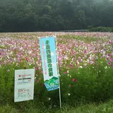 コスモス畑