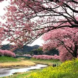 みなみの桜と菜の花まつり
