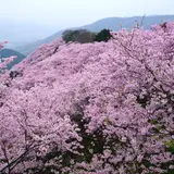 八百萬神之御殿