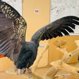 鳥の遊び場 鳥楽園