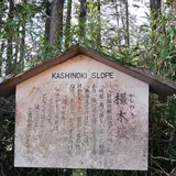 旧東海道（箱根旧街道）橿木坂