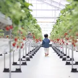 美らイチゴ 南城ハウス