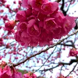 九重神社