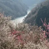 月ヶ瀬梅渓