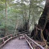ヤクスギランド（屋久島自然休養林）