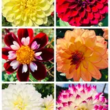 両神山麓 花の郷 ダリア園