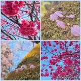 密蔵院