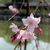 東神苑