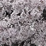円山公園