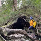 ウィルソン株