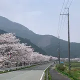 桜通り