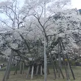 根尾谷淡墨桜