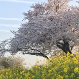 黒野