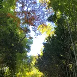 嵯峨野竹林