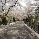 岳温泉 桜坂
